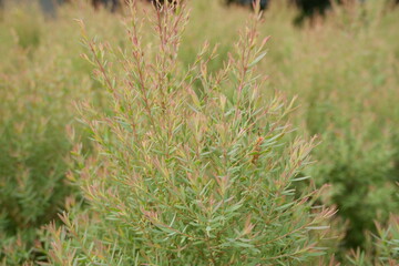 Close-Up View of Vibrant Green and Pink Foliage in Natural Setting