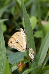 Butterfly Resting on Leaf Near Chrysalis in Natural Habitat