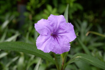 Purple Bloom in Lush Garden Environment with Green Leaves Background