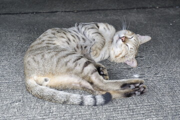 Resting Tabby Cat Peacefully Sleeping on a Concrete Floor Surface
