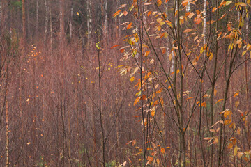 A tranquil autumn scene showcasing slender trees with fading golden leaves set against a soft,...
