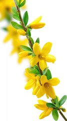 Close Up Yellow Flowers On Branch