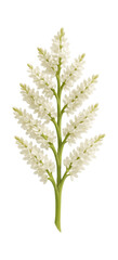 Fototapeta premium Palm tree flower with small, white petals and clustered arrangement