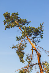 Coniferous tree against a blurred background on a sunny June day.