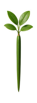 Mangrove seedling with elongated, pencil-like propagule and small leaves
