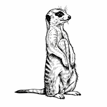 Meerkat drawing in simple black and white with realistic pencil sketch is ready to be used in a graphic design. Meerkat sketch of this suricate animal is perfect for creating logos, pattern designs,