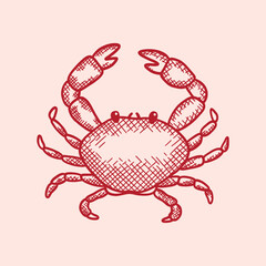 Hand drawn illustration crab with claws. Marine crawfish with pincers. Undersea animal, seafood. Ocean crustacean. Restaurant delicacy seafood. Design decorative element