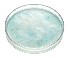 Translucent bacterial film with sheen spreading across agar plate