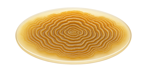 Bacterial colony exhibiting swarming pattern with concentric waves on agar