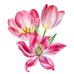 Fototapeta premium Pink tulips and lily watercolor floral bouquet spring composition with delicate petals and green leaves botanical clipart