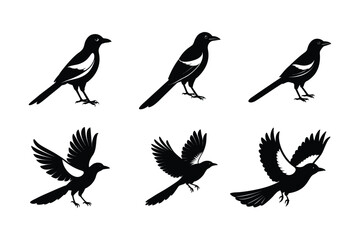 Obraz premium Set of Magpie Silhouette vector, Black Magpie Silhouette 