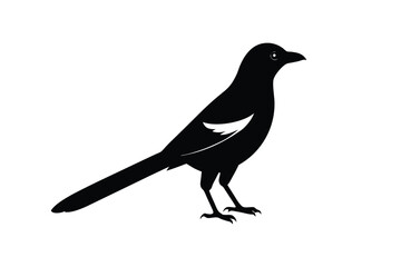 Obraz premium Set of Magpie Silhouette vector, Black Magpie Silhouette 