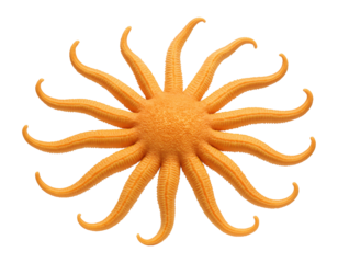 Sunflower sea star with numerous soft, flexible arms and a central disc