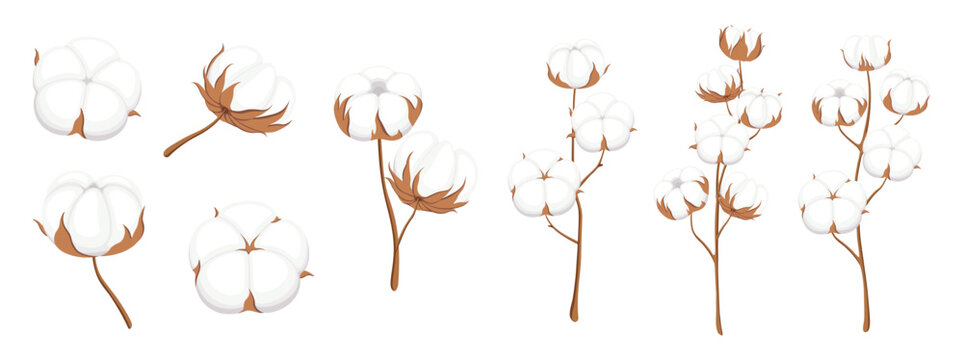 Set of white cotton in cartoon style. Vector illustration of beautiful brown branches with cotton flowers of different shapes and sizes isolated on white background. Textile, soft, fluffy fibers.