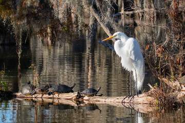 Great Egret Ardea alba or great white heron stands on log in Louisiana bayou with four turtles...
