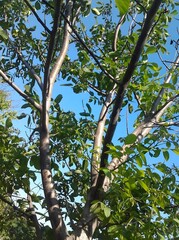 Walnut tree branches with green leaves and unripe walnuts against blue sky