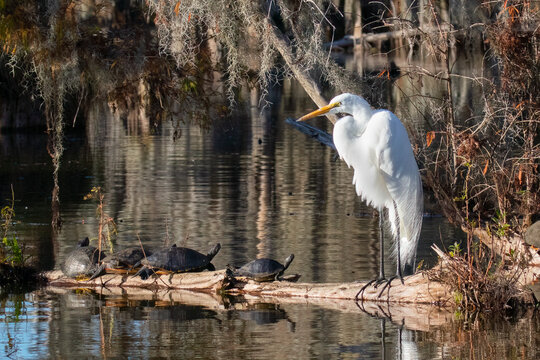Great Egret Ardea alba or great white heron stands on log in Louisiana bayou with four turtles staring at it background of swamp and Spanish moss 