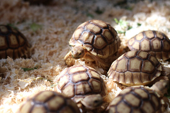 African Sulcata Tortoise Natural Habitat,Close up African spurred tortoise resting, cute animal