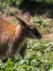 Fototapeta premium Kangaroos at a species recovery center