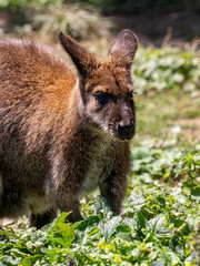 Kangaroos at a species recovery center