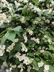 Abundant White Jasmine Flowers and Green Foliage in a Garden Shrub