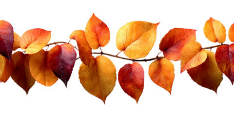 Autumnal splendor: Vibrant leaves on a branch against a contrasting transparent backdrop