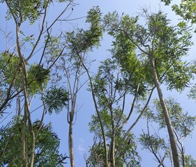 Trees with Green Leaves and Dry Seed Pods Against Clear Sky Viewed from Below