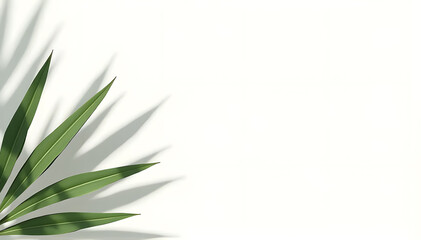 Fototapeta premium Palm leaves with soft light shadows on white background, summer concept