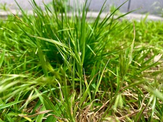 Lush green grass thriving in a natural setting during daylight with a focus on individual blades...