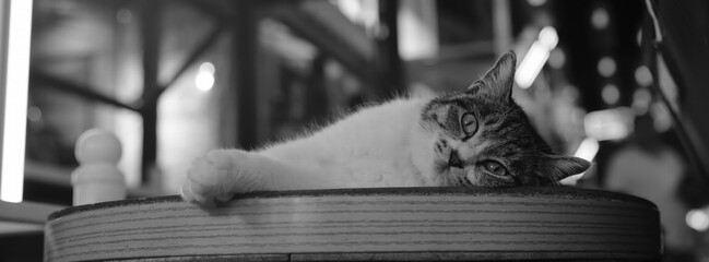 a cat sleeping on a table
