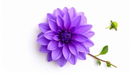 purple flower isolated on white background