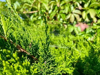Delicate strands of a spider web catch the morning sunlight, creating a beautiful contrast against...