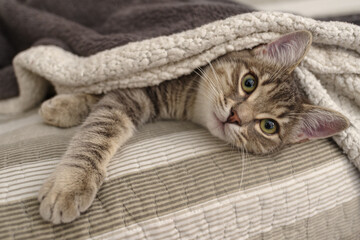 Gray cat relaxing under the blanket in bed
