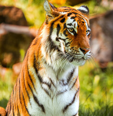 a tiger