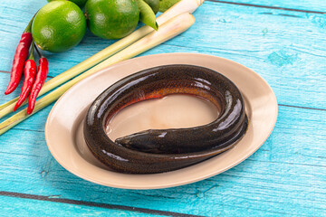 Fresh raw gourmet eel fish