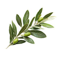 olive branch, isolated 