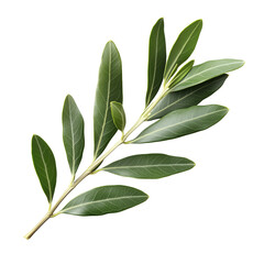 olive branch, isolated 