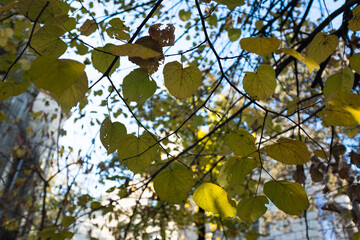 Autumn Leaves on Branches Against Clear Blue Sky – Seasonal Fall Foliage Photo with Yellow and Brown Leaves for Nature, Weather, and Seasonal Change Concepts