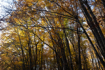 Golden Autumn Forest Canopy with Tall Deciduous Trees and Vibrant Fall Foliage in Soft Daylight – Tranquil Woodland Landscape with Yellow, Orange, and Brown Leaves