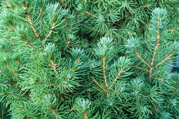 Close-Up of Pine Tree Needles – Vibrant Green Foliage with Dew Drops. Pine background for plant websites and nature photography. High quality photography