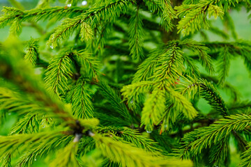 Close-Up of Fresh Green Norway Spruce Branches with Soft Spring Growth and Water Droplets in Natural Outdoor Forest Setting