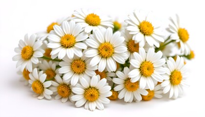 Obraz premium A close-up of a collection of beautiful daisy flowers with yellow centers and bright white petals. The flowers are arranged in a lush, natural cluster