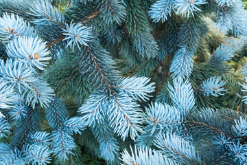Close-Up of Blue Spruce Tree Foliage – Silvery-Blue Needles on Colorado Blue Spruce Branches in Garden Setting, Ideal Evergreen for Landscape Design, Windbreak, or Winter Interest