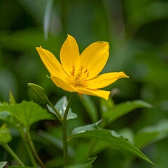 Obraz premium Bright yellow flower in natural setting