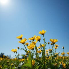 Fototapeta premium Bright Yellow Flowers Under Clear Blue Sky in Sunlight on a Beautiful Spring Day
