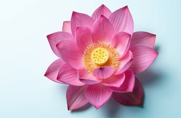 Close-up of vibrant pink lotus flower in full bloom. Intricate petals reveal delicate texture and detailed yellow center with stamen. Represents nature, beauty, floral design, botany, and new growth.