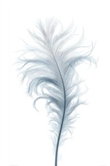 Obraz premium Detailed Feather Graphic Design