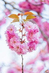 U-Shaped Pink Cherry Blossom Flowers with Leaves - Uniquely Shaped Flowers