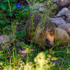 Hedgehog (Erinaceus Europaeus) in a garden between grass and stones on a sunny day.