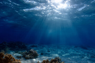 Fototapeta premium 海中、水中